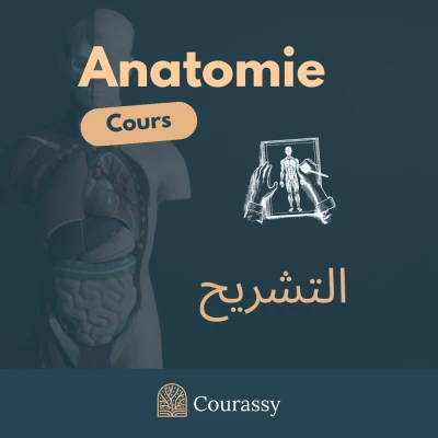 Anatomie